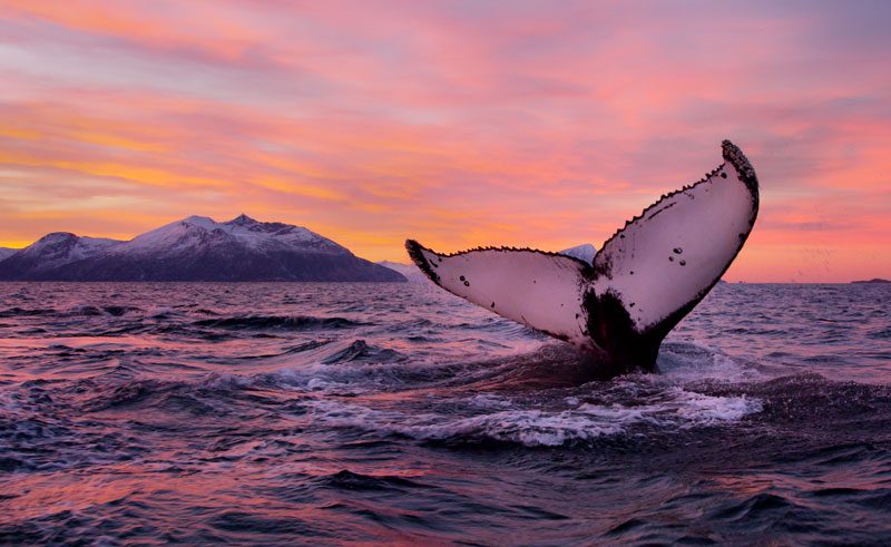norway wildlife humpback whale tail vn