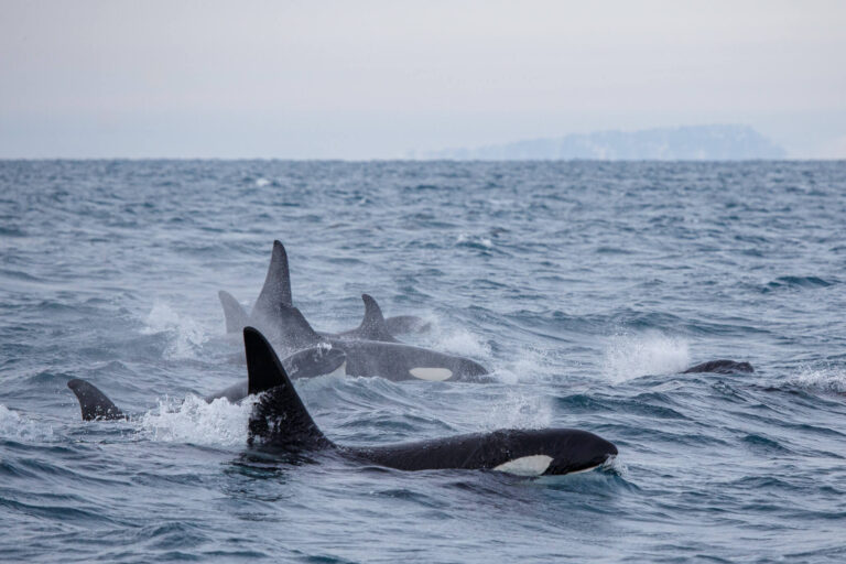 Orcas Olafsvik Alexa Kershaw