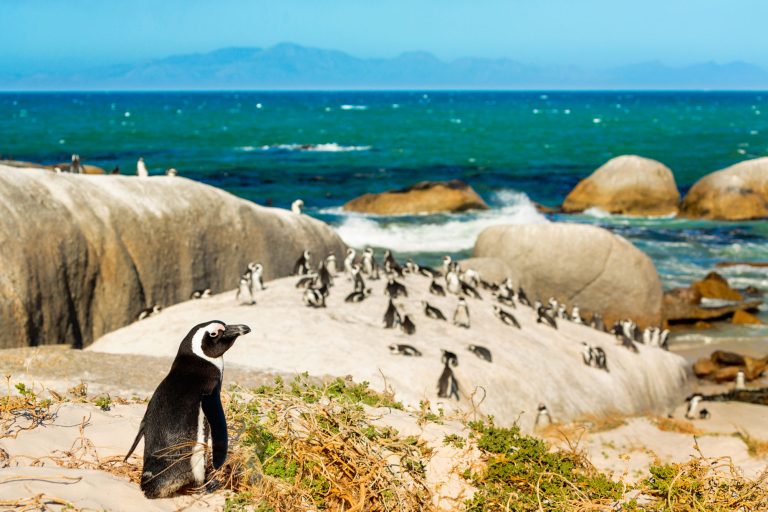 south africa cape town boulders beach penguins istk
