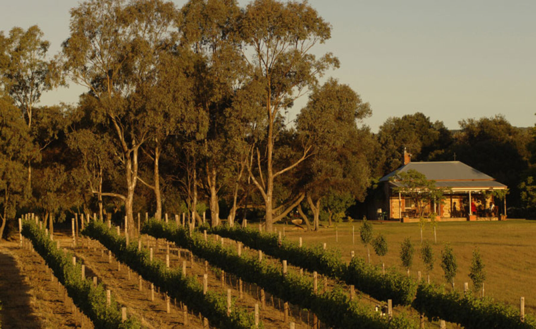 south australia barossa valley vineyard satc