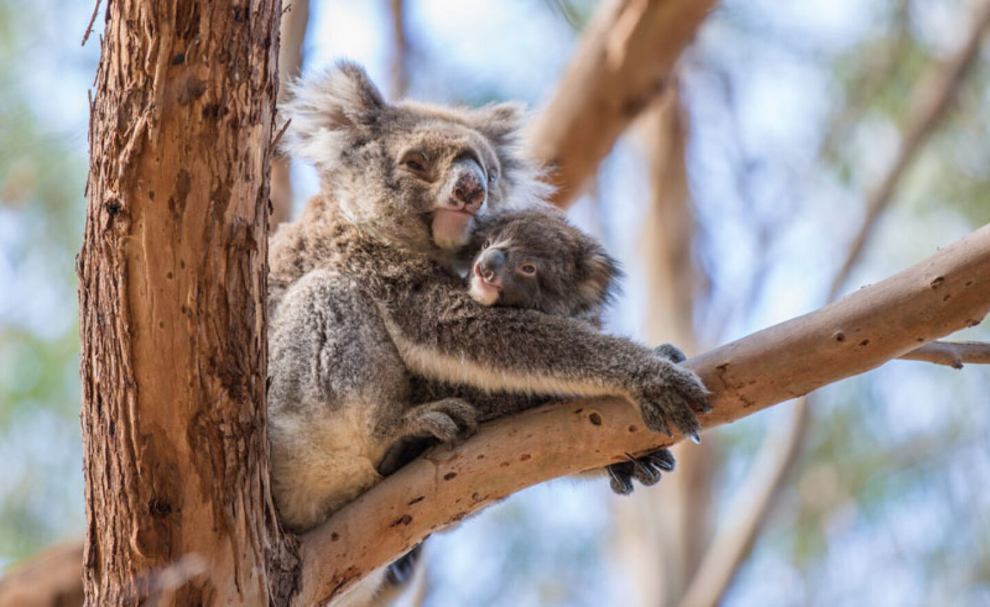 south australia kangaroo island koalas ta
