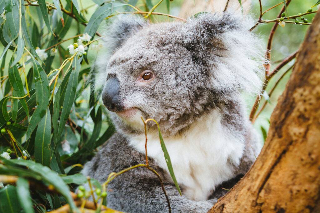 south australia koala satc