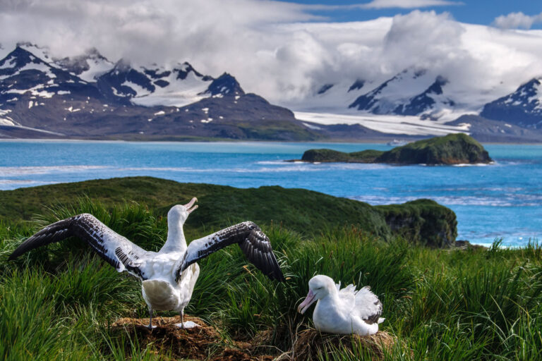 south georgia albatross pair istk