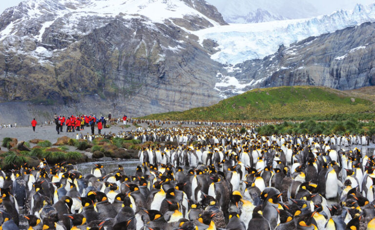 south georgia gold harbour king penguin colony ze