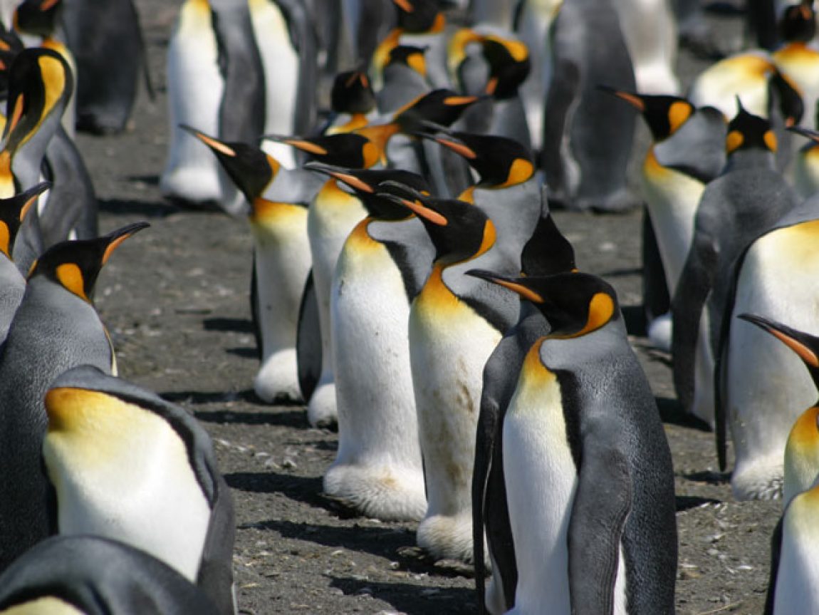 sub antarctic south georgia king penguins