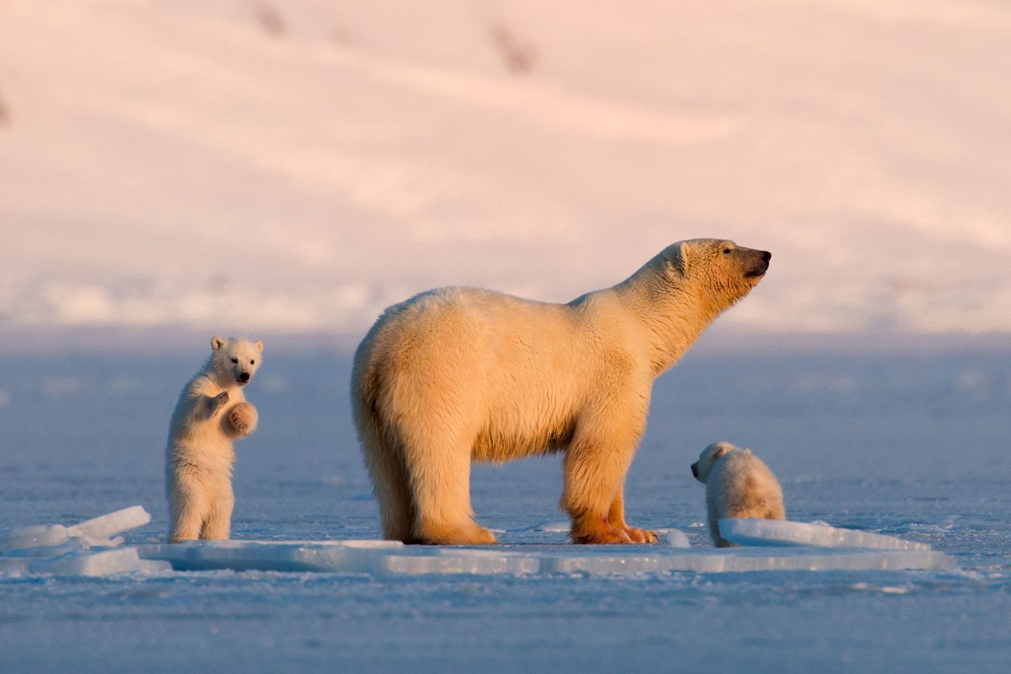 svalbard billefjorden polar bear and cubs vn