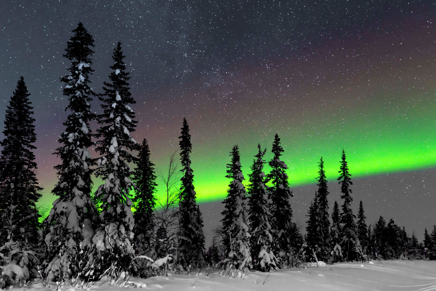 sweden lapland aurora over forest jw