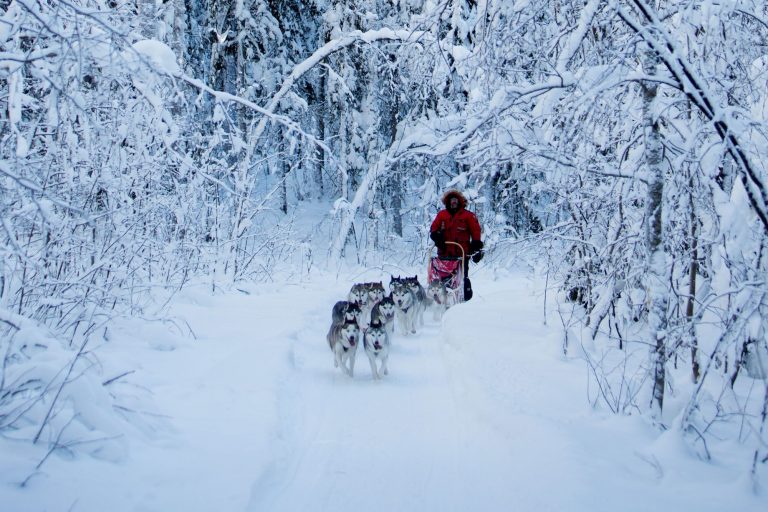 sweden lapland husky sledding forest vs
