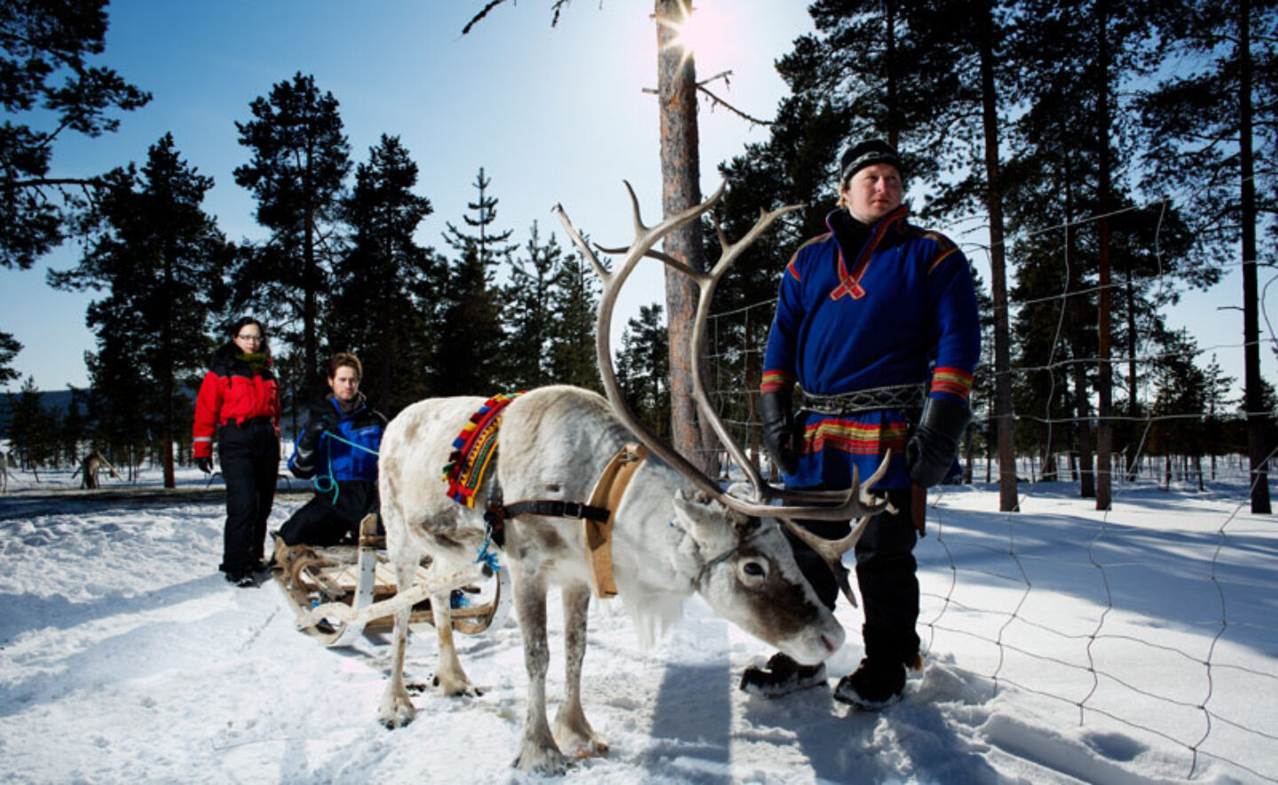 sweden lapland icehotel reindeer