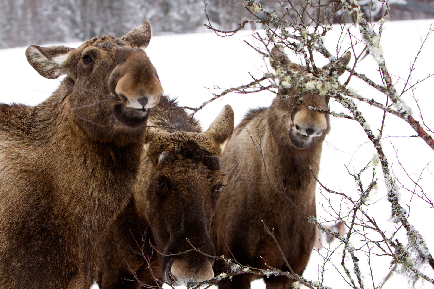 sweden lapland moose eating vs