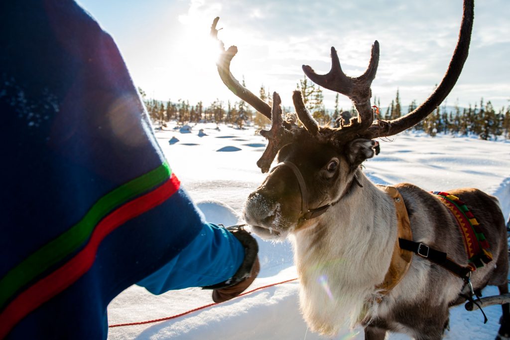 sweden lapland reindeer with sami vs