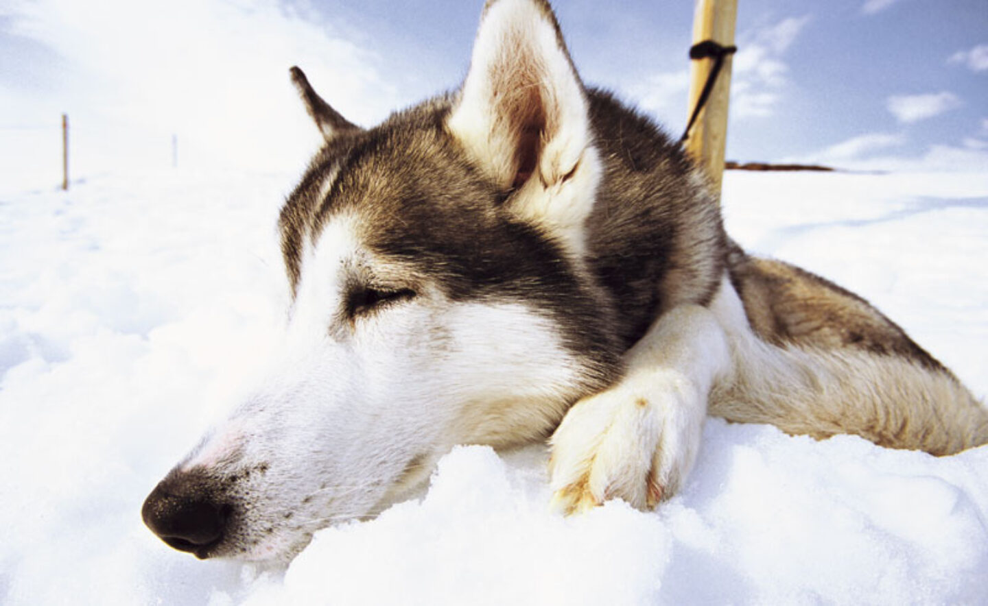 sweden lapland sled dog in snow vs