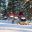 sweden lapland snowmobiles through forest lmb