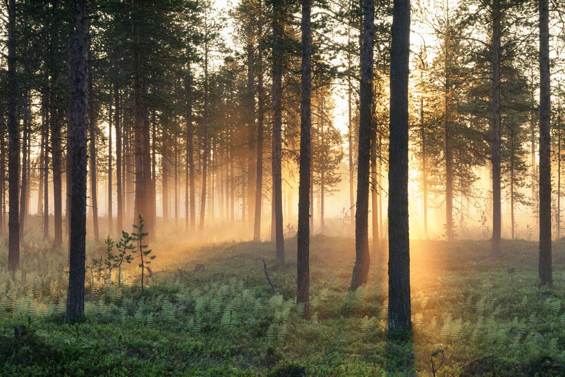 Sunlight filtered through forest in Varmland
