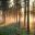Sunlight filtered through forest in Varmland
