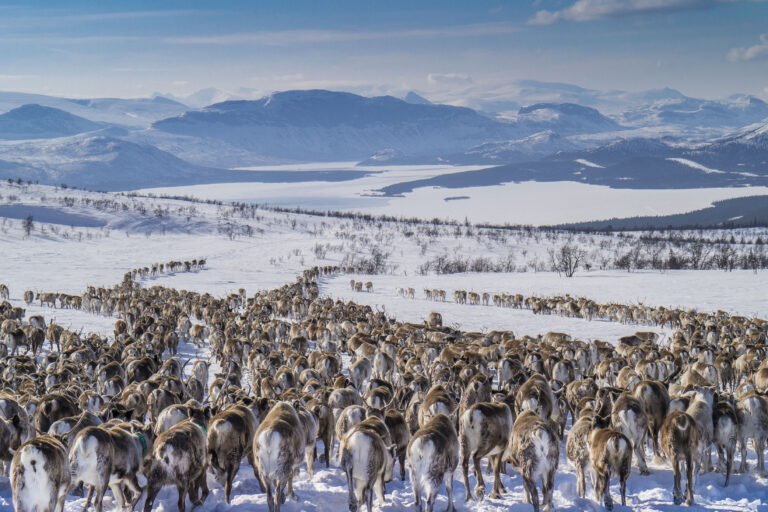 swedish lapland laponia reindeer herd snc