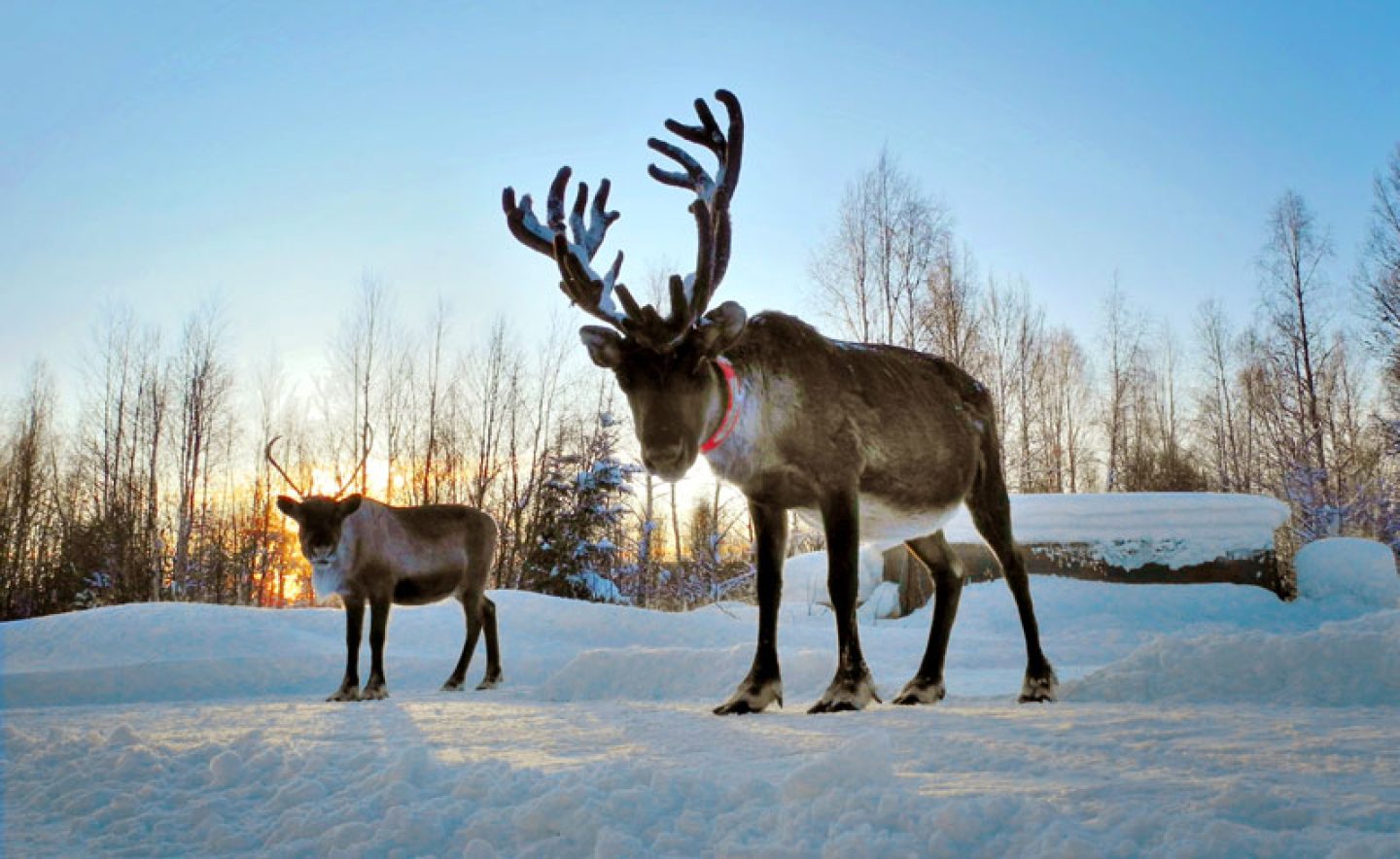 swedish lapland reindeer in winter istock