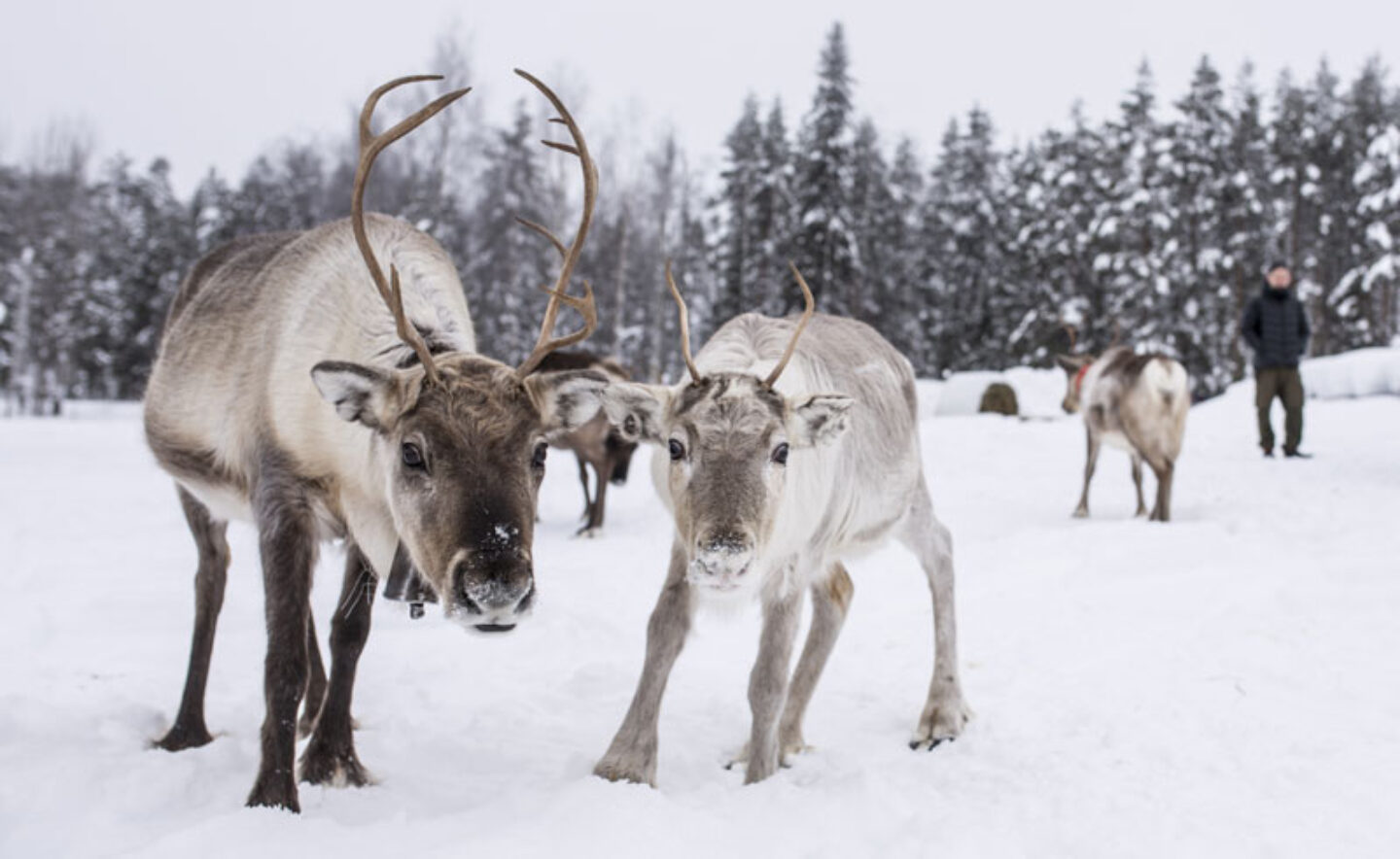 swedish lapland stora sjofallet reindeer ss