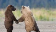 tweedsmuir park lodge grizzly bear cubs