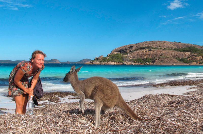 western australia esperance kangaroo on beach adstk m