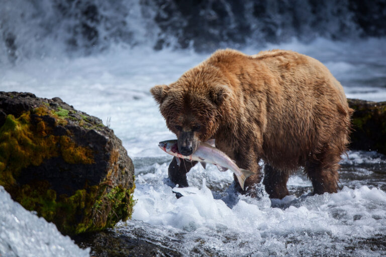 Grizzly feasting on salmon at Brooks Falls