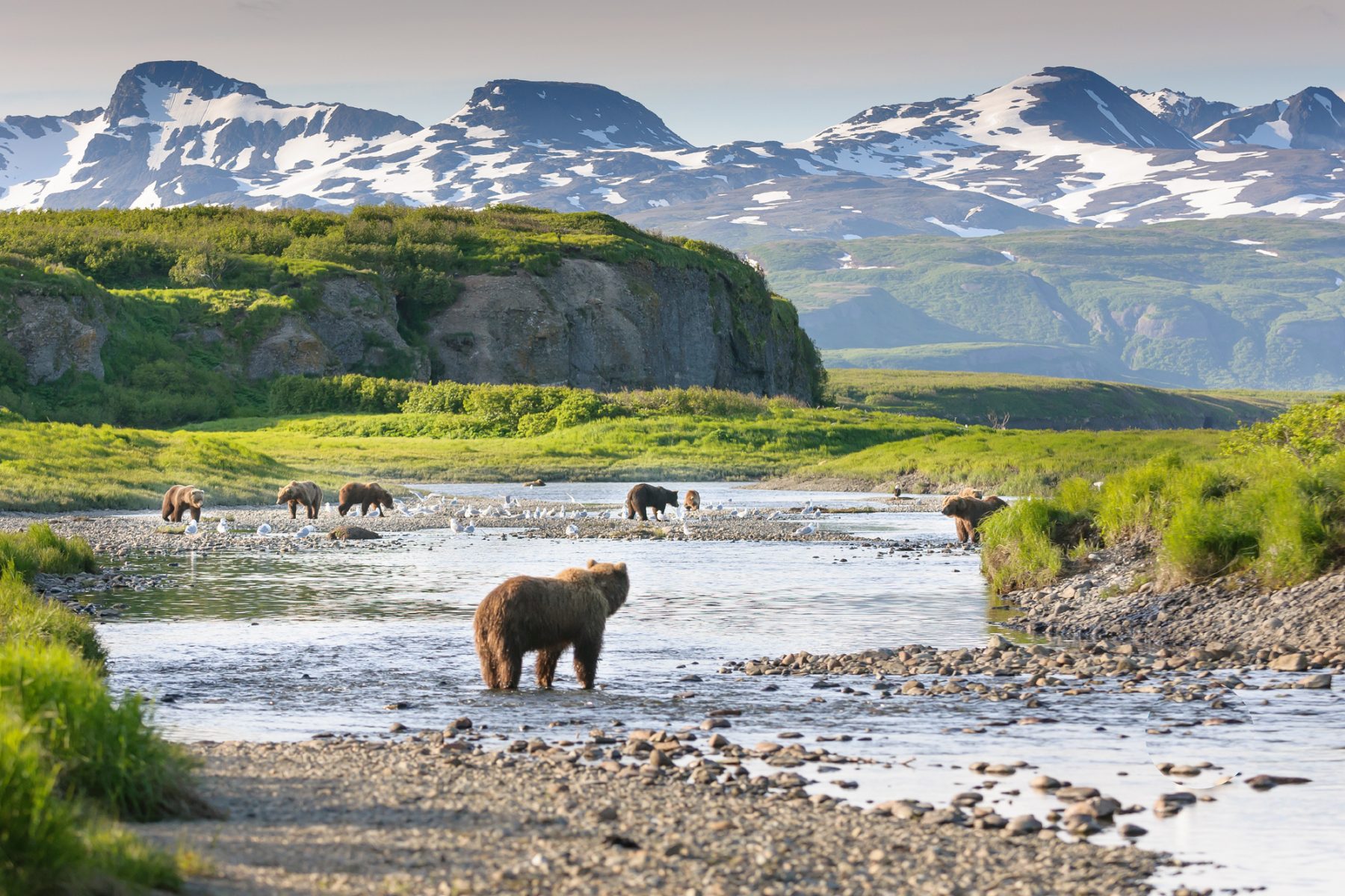 alaska south katmai national park brown bears by river istk