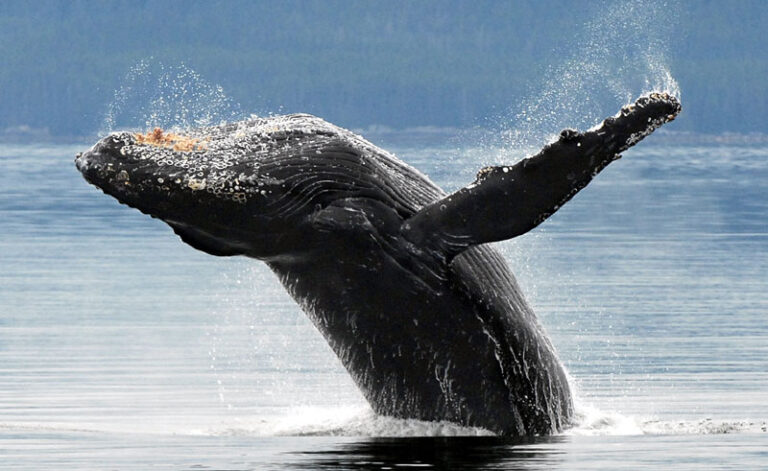 alaska south kenai fjords humpback whale aat