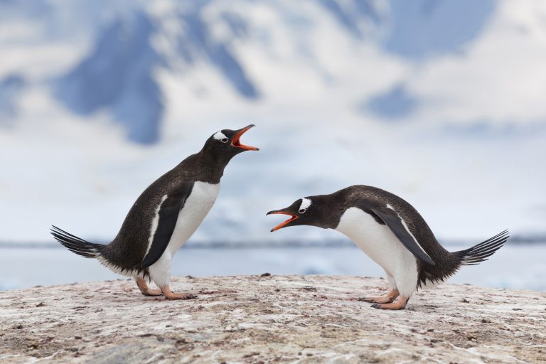 antarctica gentoo penguin pair istk