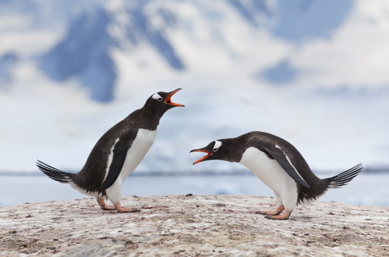 antarctica gentoo penguin pair istk