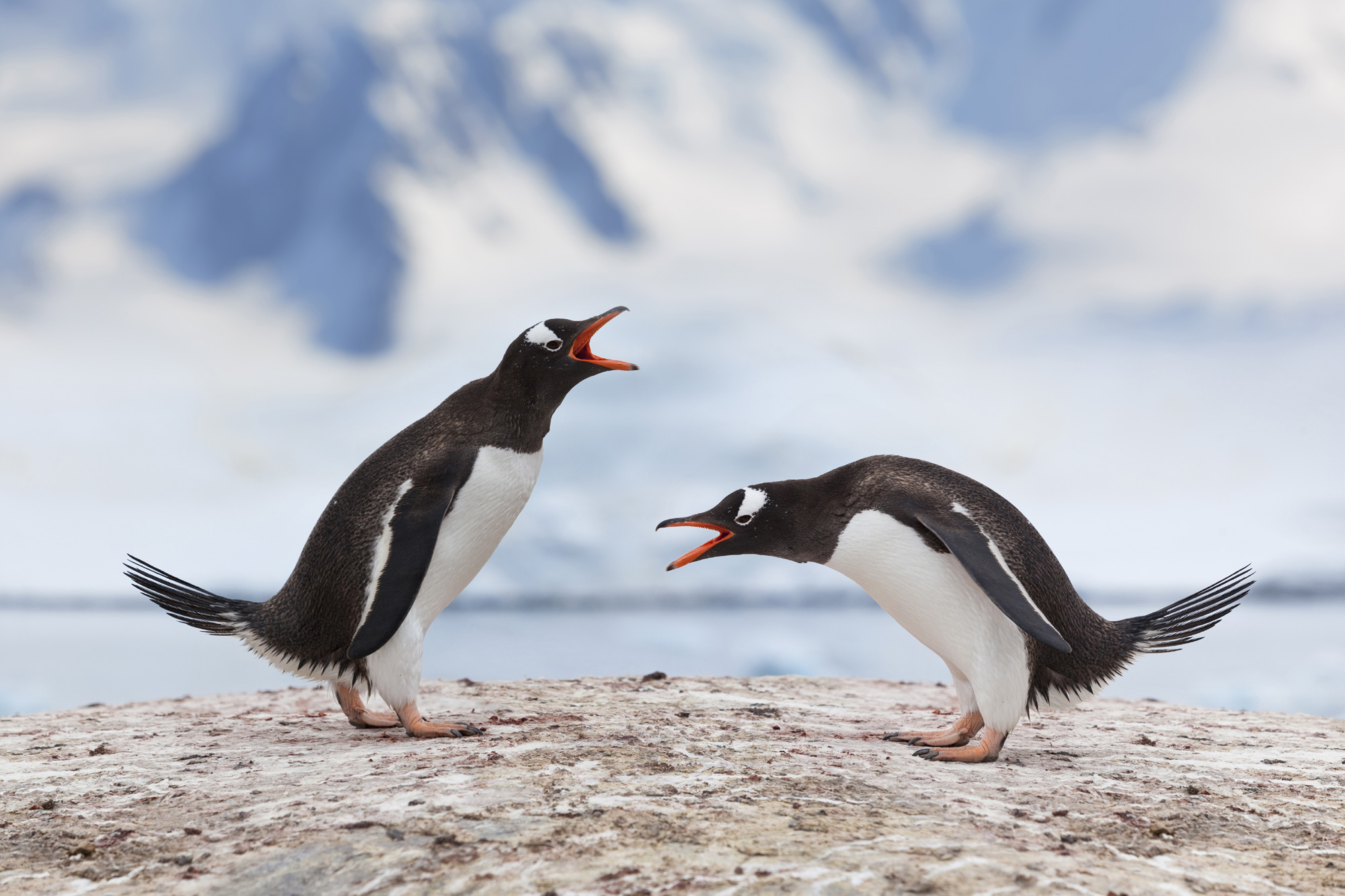 8 penguin species you need to know in Antarctica