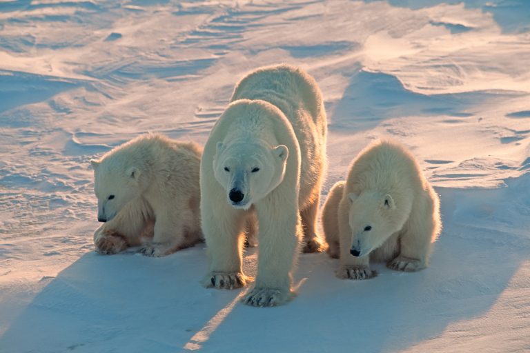 arctic wildlife polar bear mother and cubs in sunlight istk