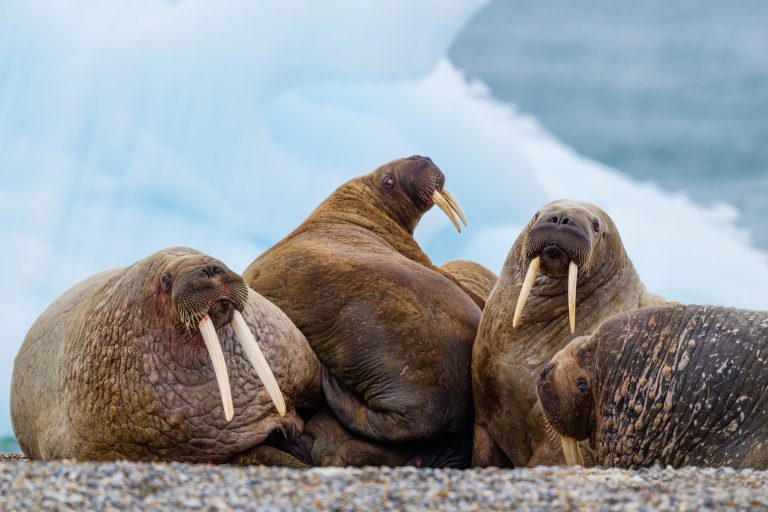 Male walrus hauled out on beach