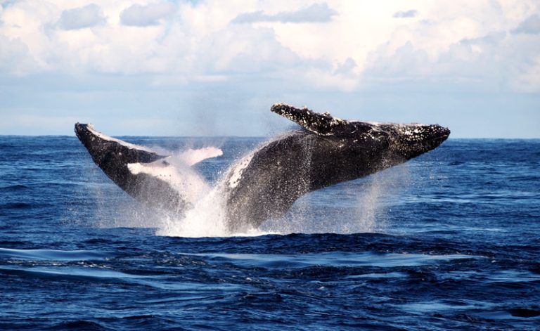 australia humpback whale watching sydney dnsw