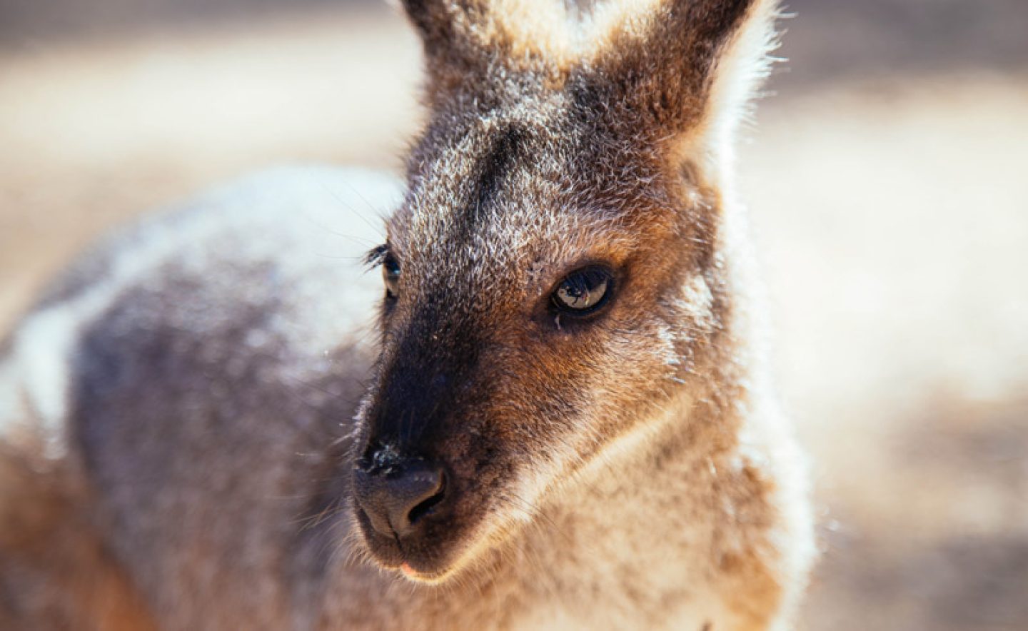 australia new south wales blue mountains kangaroo dnsw