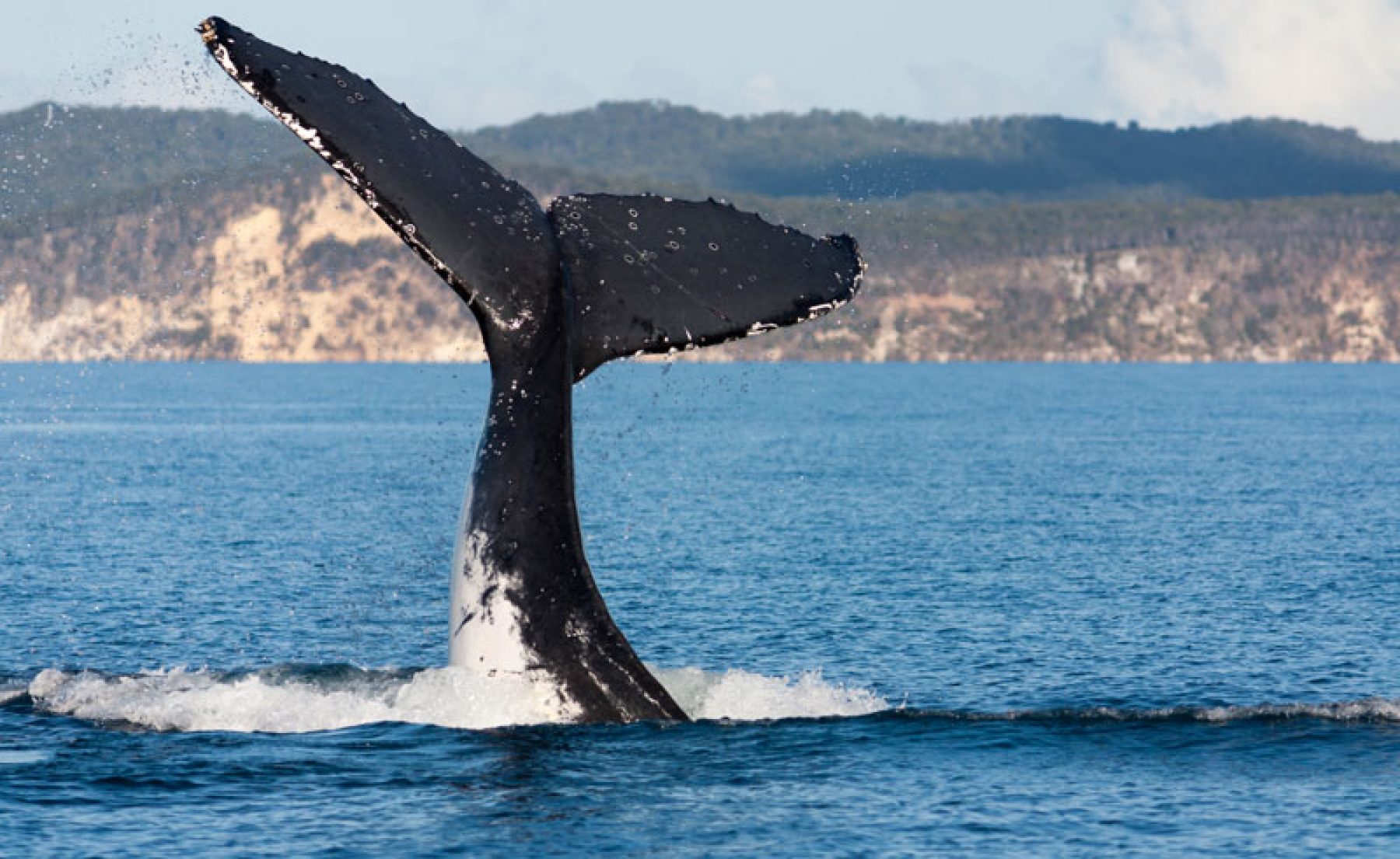 australia queensland hervey bay humpback whale tail as