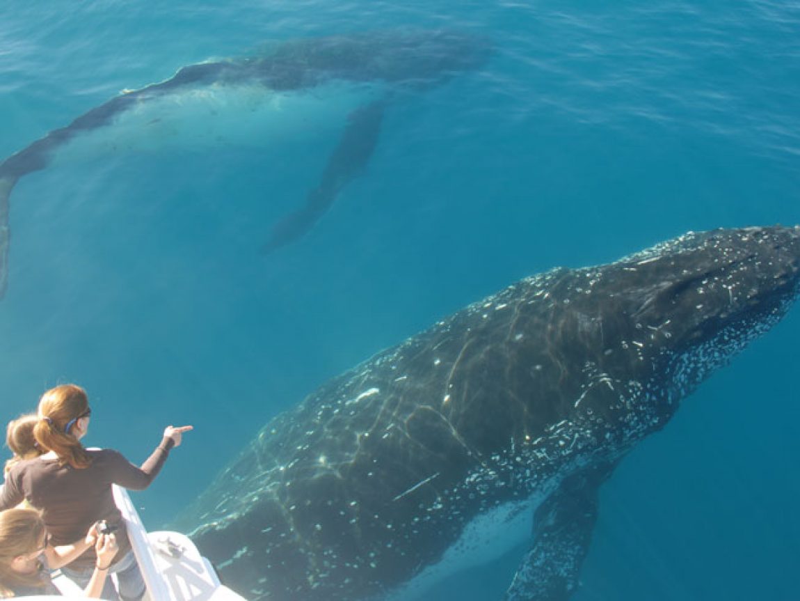 australia queensland hervey bay humpback whalesong cruises