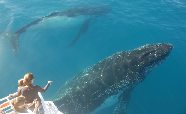 australia queensland hervey bay humpback whalesong cruises
