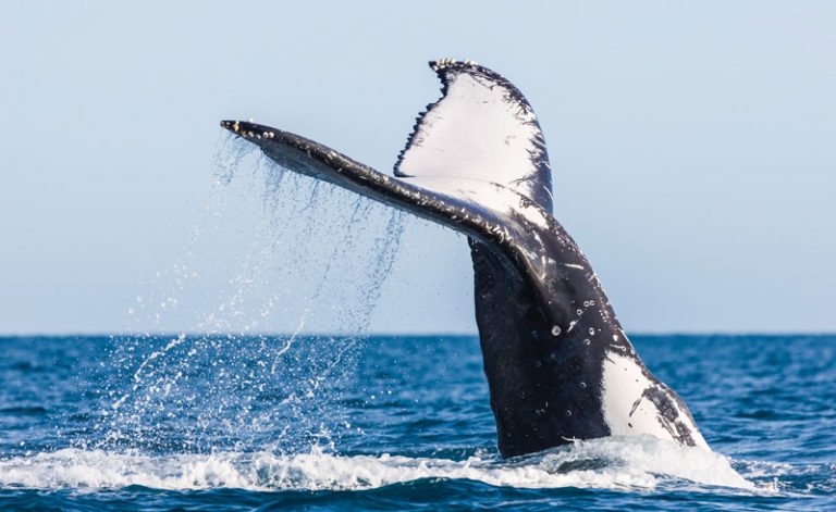 australia queensland humpback whale tail tq