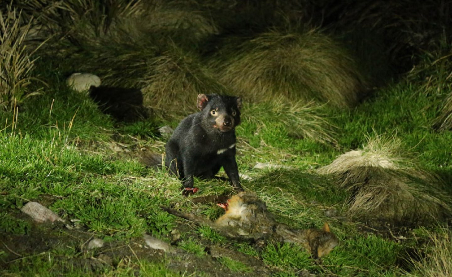 australia tasmanian devil night tt