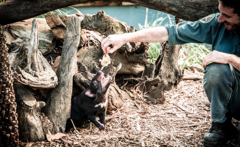 australia tasmanian devil sanctuary tasmania tt