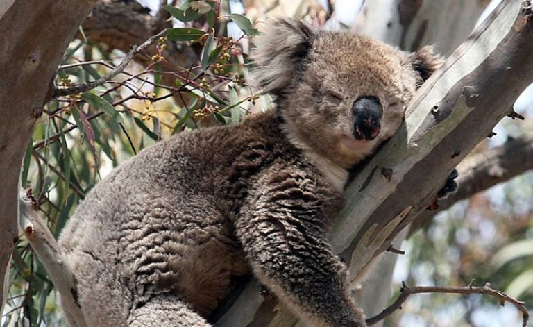 australia victoria koalas and kangaroos tour