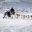 east greenland dog sledding on sea ice tasiilaq vgrnlnd