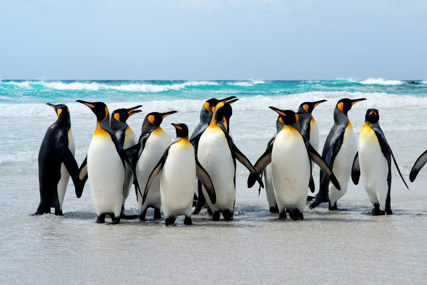 falkland islands king penguins on beach istk