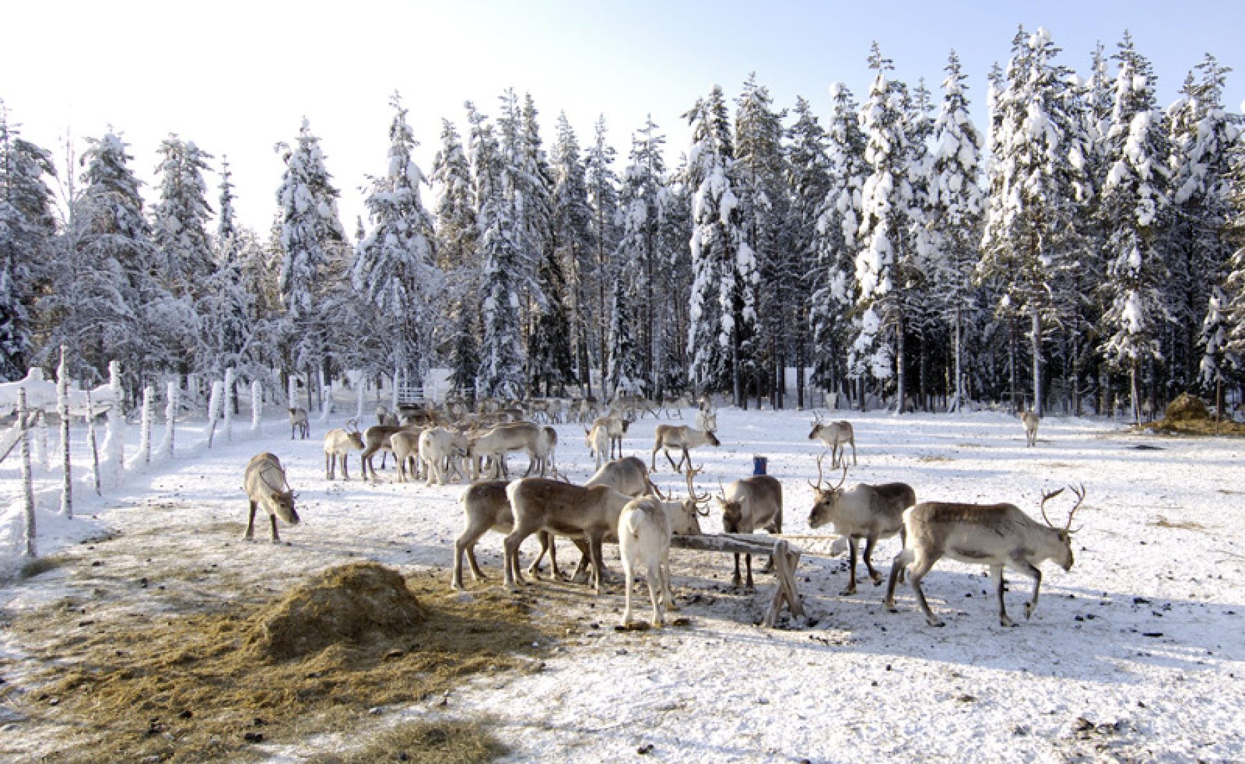 finnish lapland reindeer farm iso syote