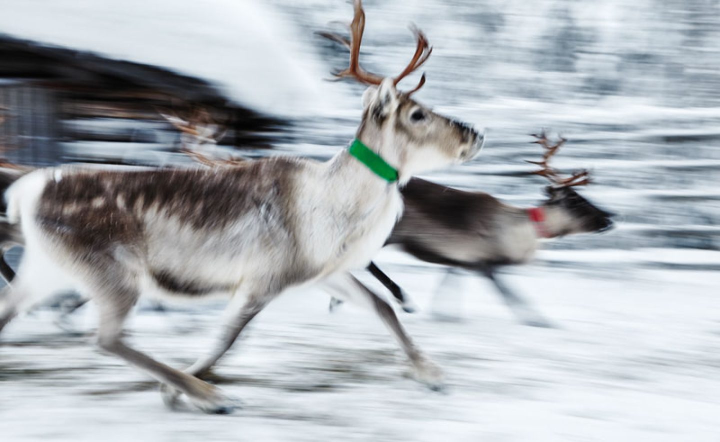 finnish lapland ruka reindeer farm