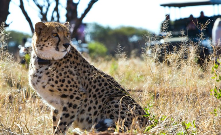 namibia africat cheetah game drive