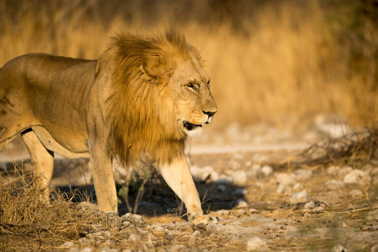 namibia wildlife etosha prowling lion gte