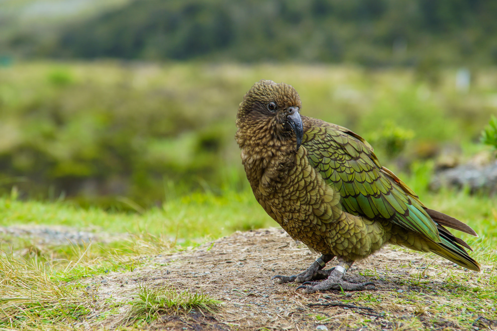 New Zealand Wildlife Holidays | Discover the World
