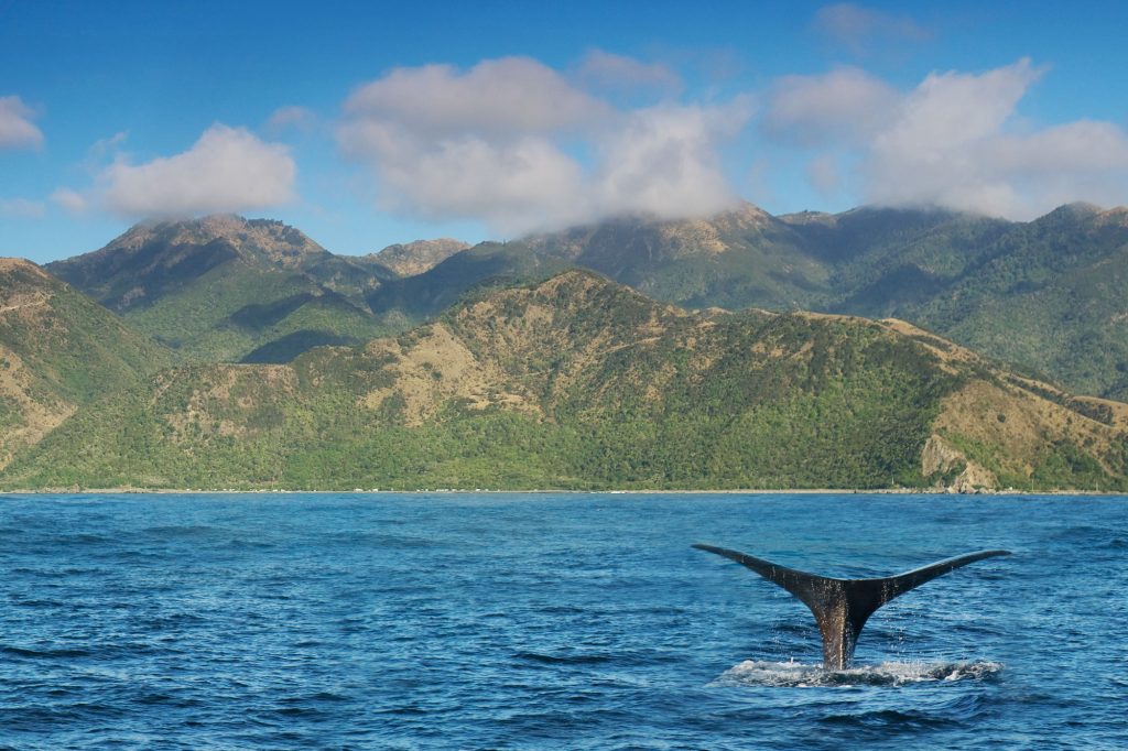 Whale Watching in New Zealand Tours | Discover the World