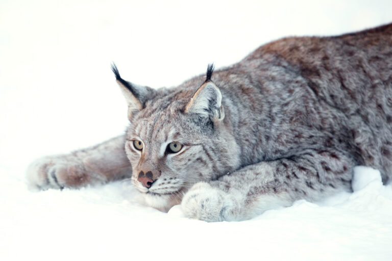 norway northern lynx hunting position istk
